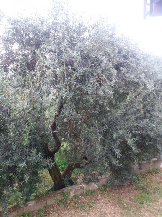 مبيت وإفطار بيمونت Il Ceppo Sui Sentieri Per Amalfi المظهر الخارجي الصورة